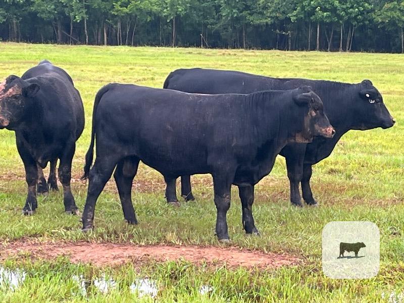 Cattle Range Listing Photo