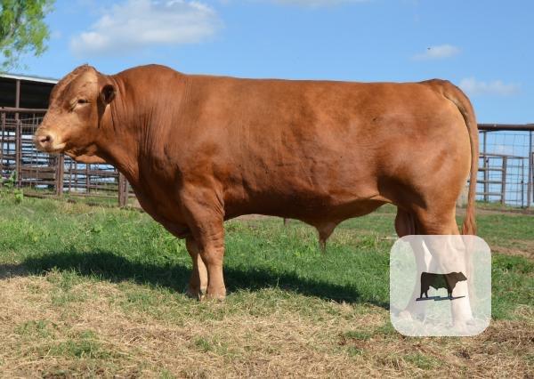Cattle Range Listing Photo
