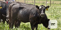 30 Angus Cross 'BWF' Rep. Heifers... Central TX