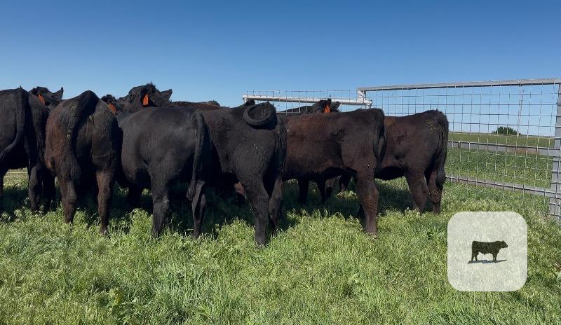 Cattle Range Listing Photo