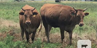 3 Reg. Akaushi & Red Wagyu Pairs... Northeast TX ~ FD