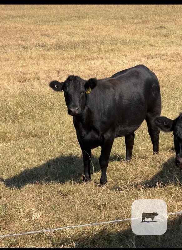 Cattle Range Listing Photo