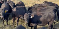 55 Angus Bred Heifers... Northwest KS ~ FD