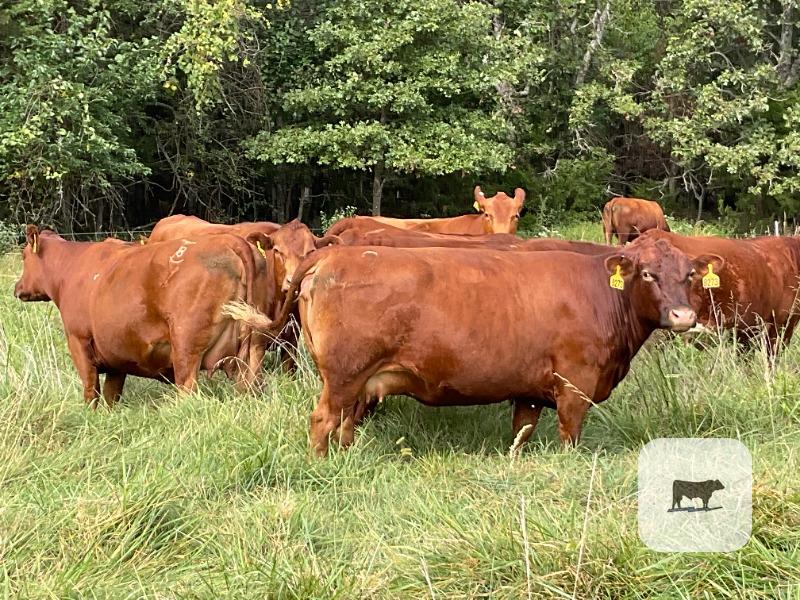 Cattle Range Listing Photo