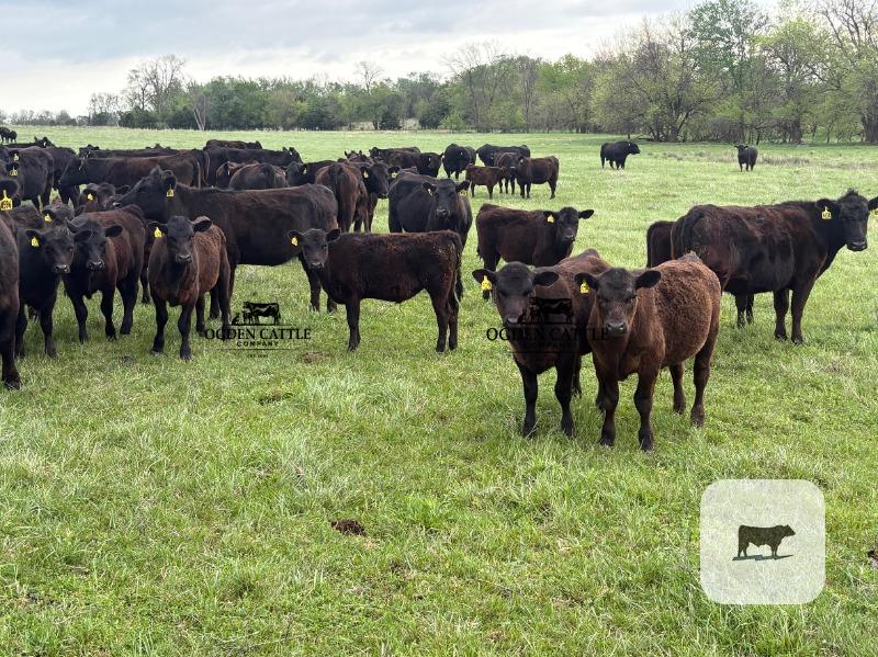 Cattle Range Listing Photo