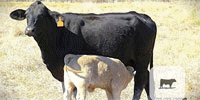37 Angus Cross Cows w/ 18+ Calves...Central TX
