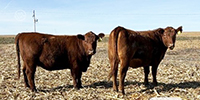 200	Red Angus Bred Heifers... Southeast NE