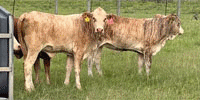 13 Reg. Golden Certified Braford/Tigerstripe Rep. Heifers... South TX