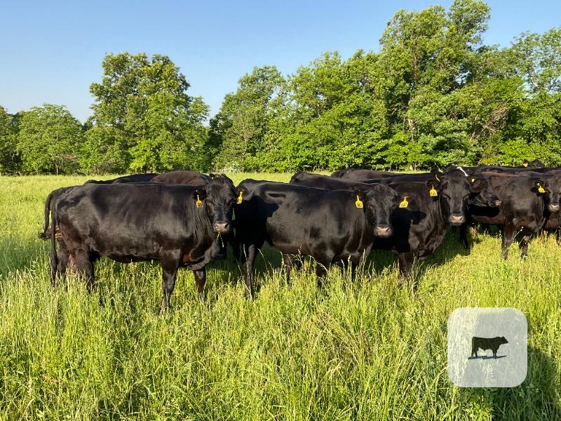 Cattle Range Listing Photo