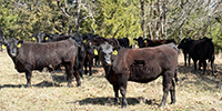 65 Angus Rep. Heifers... Southwest MO