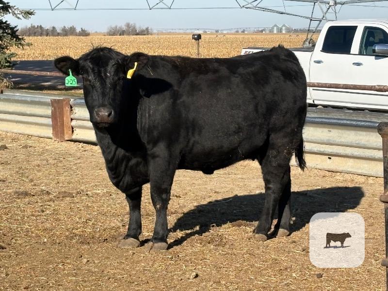 Cattle Range Listing Photo