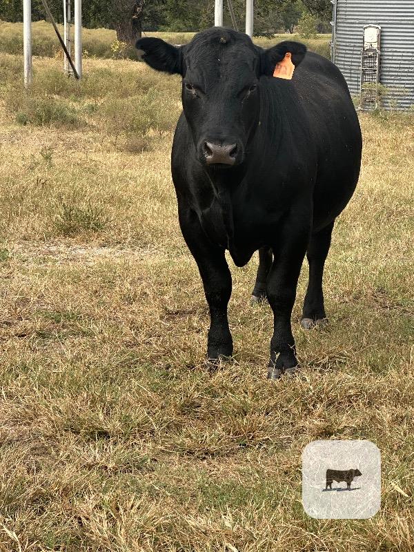 Cattle Range Listing Photo