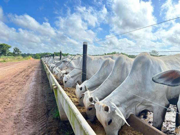 US Tariffs on Brazil will reshape Global Beef Trade Flows
