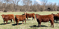 40 Red Angus & RWF Cows... Southwest MO