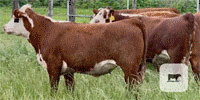 30 Hereford Rep. Heifers... Central TX