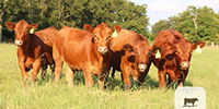 15 Red Angus Rep. Heifers... Central TX