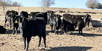 80 Angus & BWF Rep. Heifers... SW Missouri