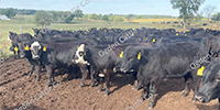 80 Angus & BWF Rep. Heifers... Southwest MO