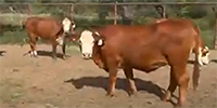 47 Hereford Cross Bred Heifers... South TX