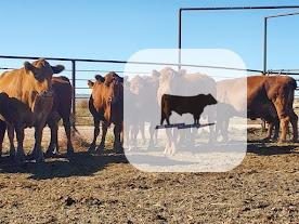 Cattle Range Listing Photo 4