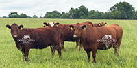 13 Red Angus & RWF Cows w/ 3+ Calves... Southwest MO