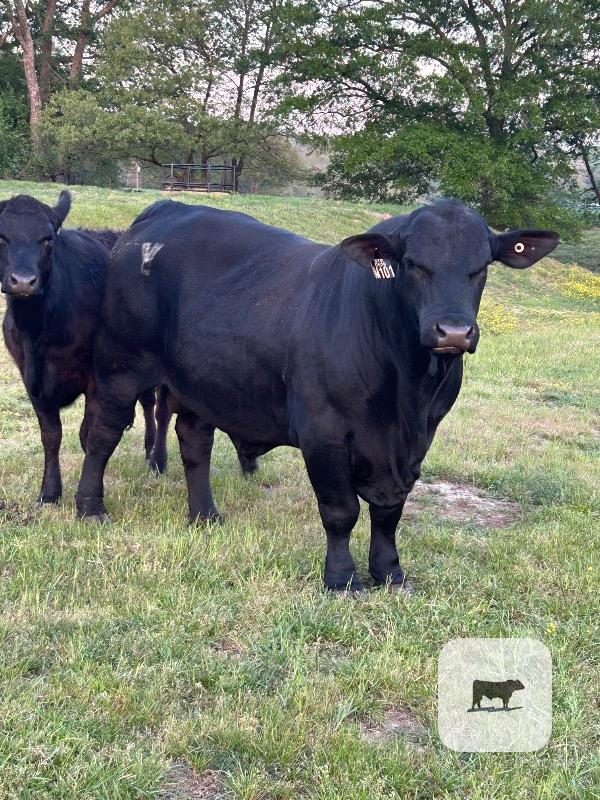 Cattle Range Listing Photo