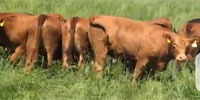 31 Red Angus Cross Bred Heifers... Southwest MO ~ FD