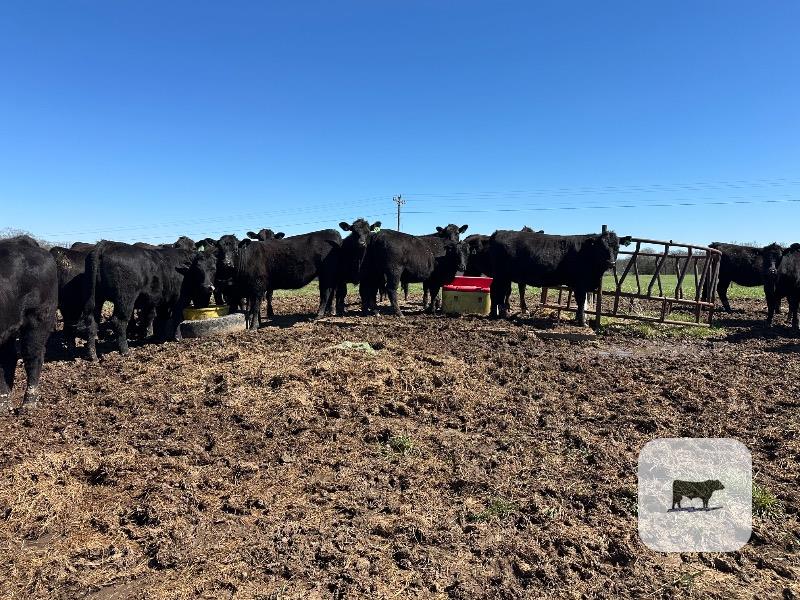 Cattle Range Listing Photo