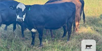85 Crossbred Cows... Northeastern KY