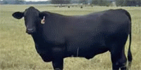 60 F1 Brangus Bred Heifers... East TX