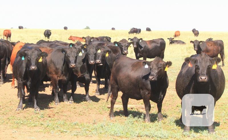 Cattle Range Listing Photo