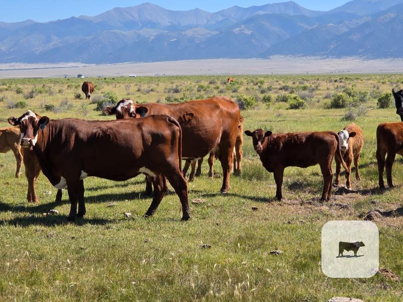 Cattle Range Listing Photo