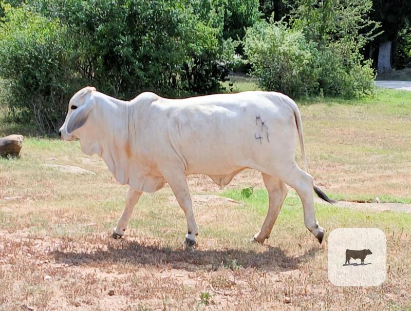 Cattle Range Listing Photo