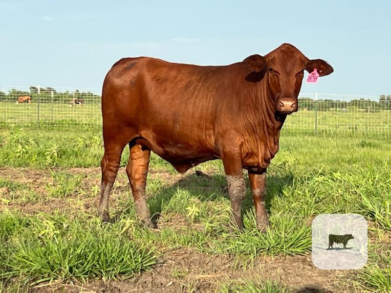 Cattle Range Listing Photo