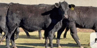 15 Angus & Angus Plus Rep. Heifers... Central TX