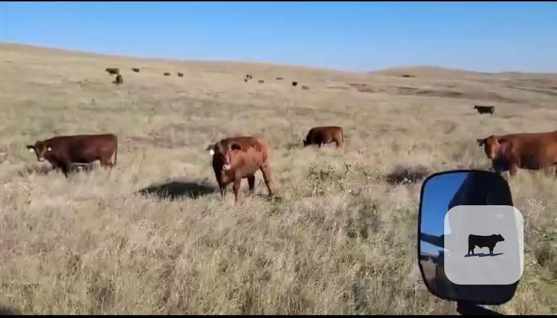 Cattle Range Listing Photo