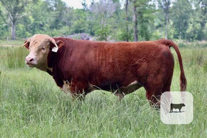 Cattle Range Listing Photo