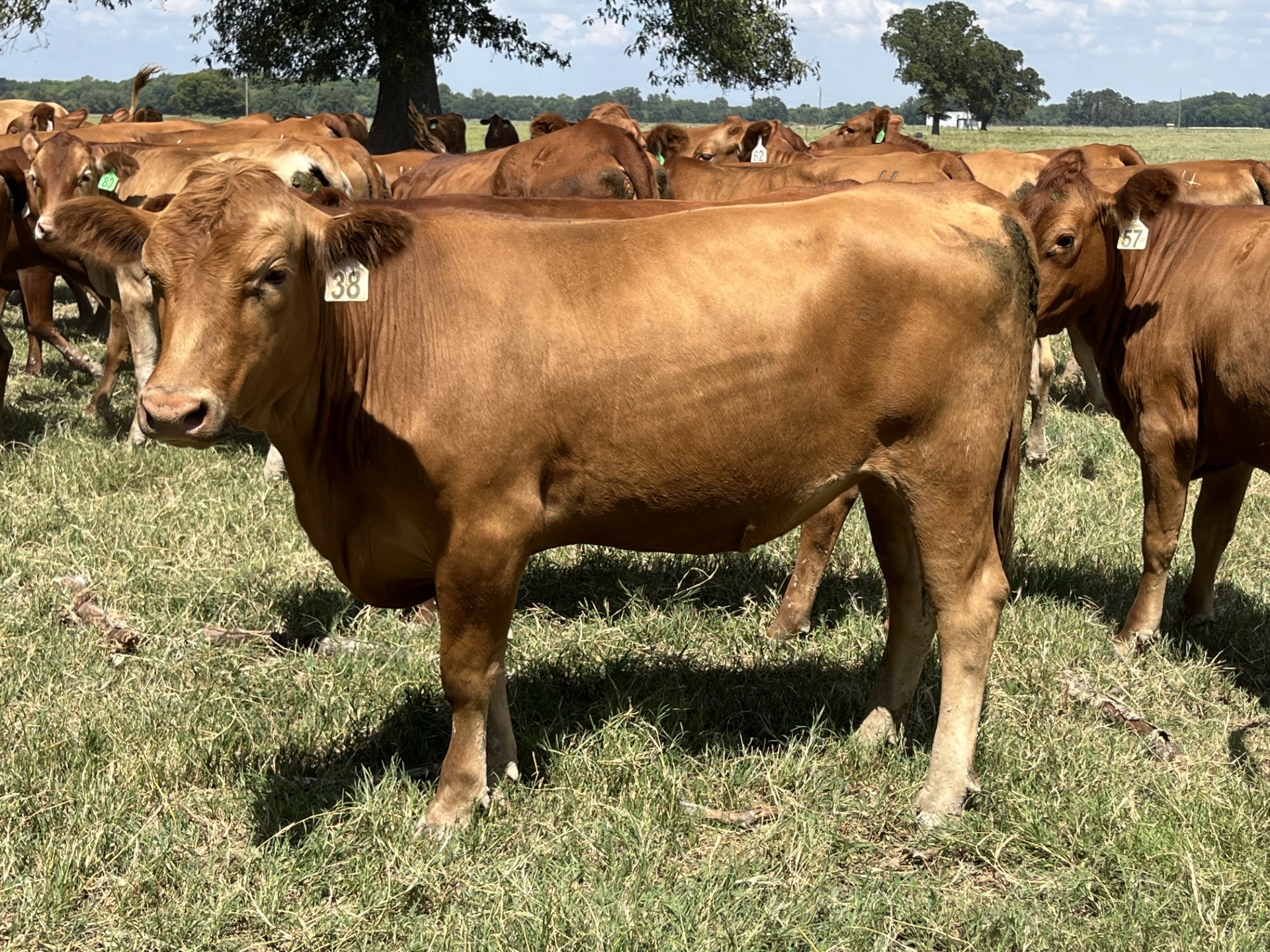 Cattle Range Listing Photo