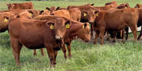 34 Red Angus Rep. Heifers... N. Central TX