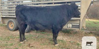 1 Reg. Wagyu Bull...  Northeast TX