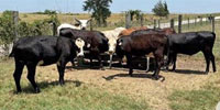 9 Crossbred Rep. Heifers... Southeast TX