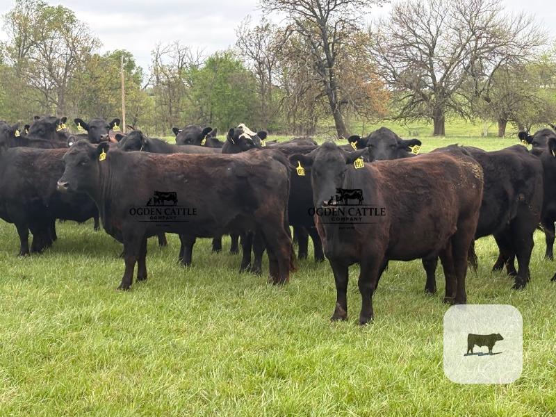 Cattle Range Listing Photo