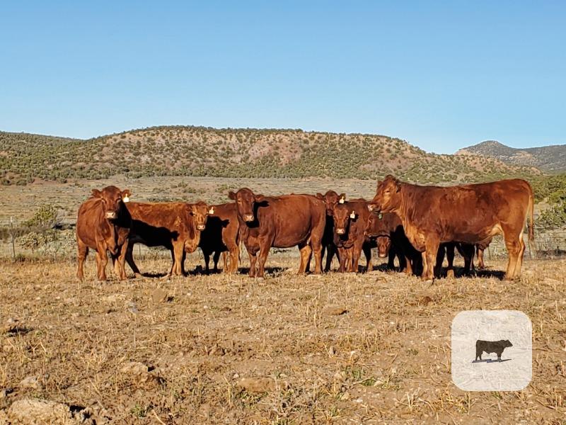 Cattle Range Listing Photo
