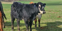 11 Angus, Baldy & Hereford Rep. Heifers... Southeast OH