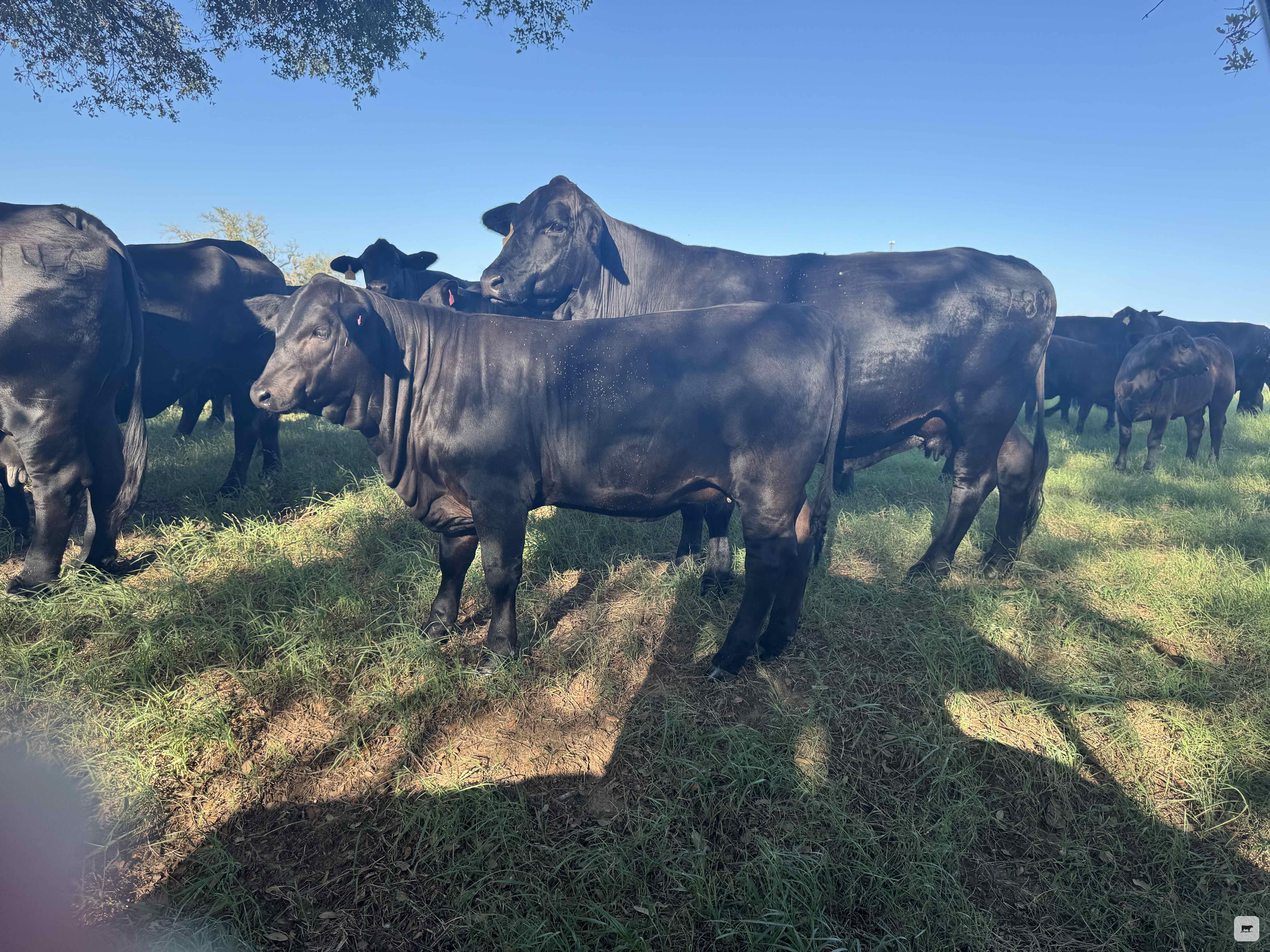 Cattle Range Listing Photo