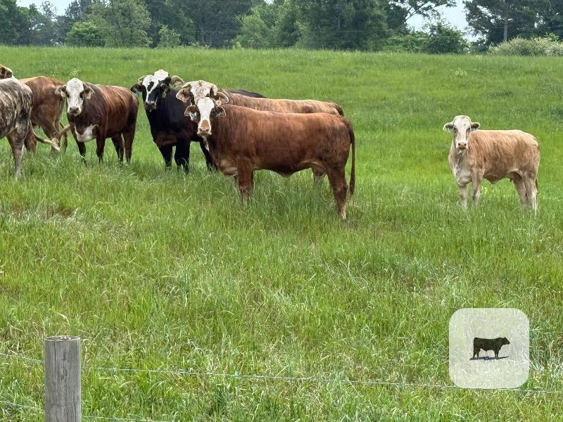 Cattle Range Listing Photo
