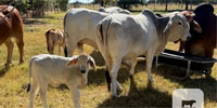 1 Brahman Pair... North TX