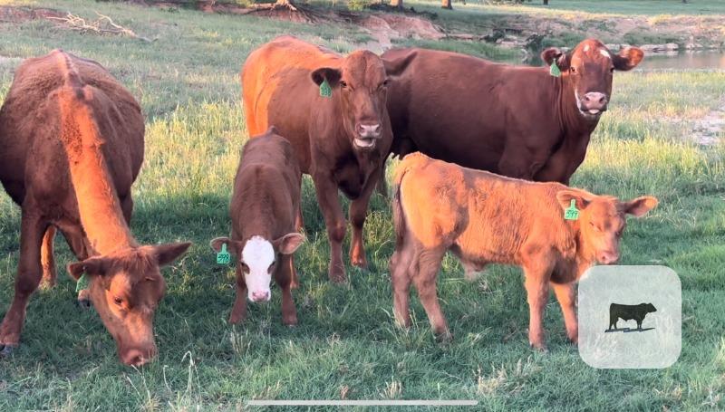 Cattle Range Listing Photo