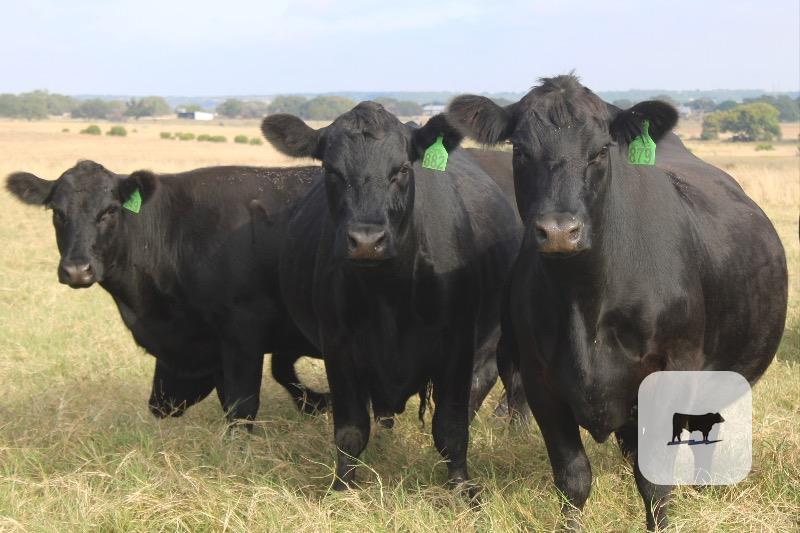 Cattle Range Listing Photo