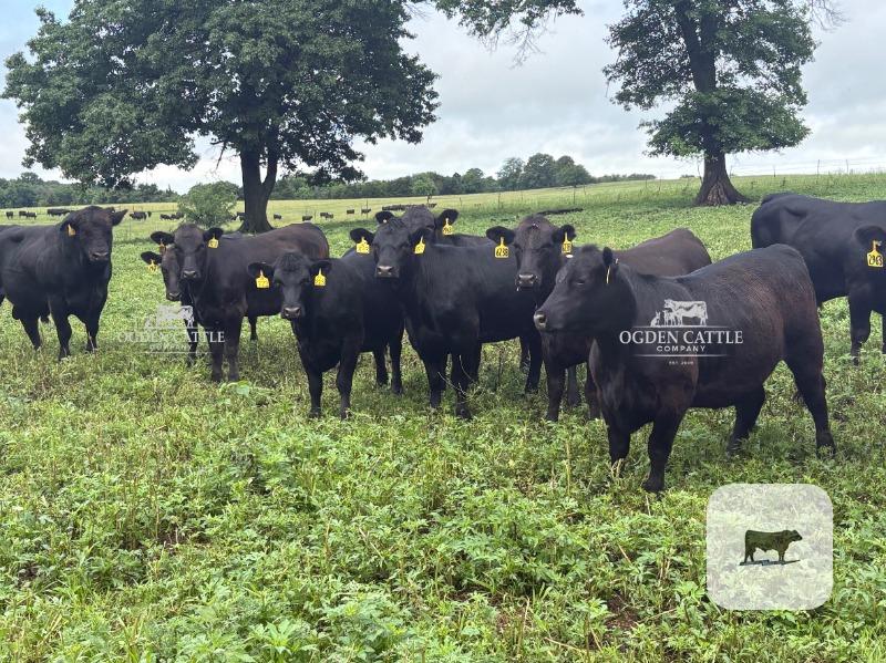 Cattle Range Listing Photo